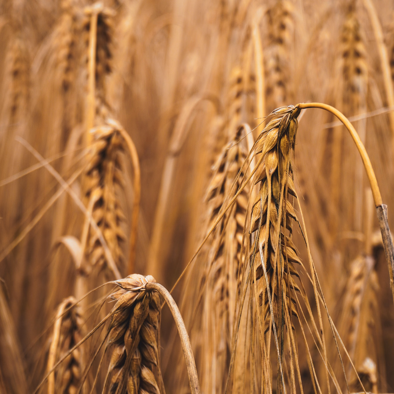 Close-up of ripe golden barley ears bending in the field.